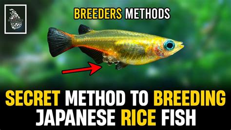 rice fish|Japanese Rice Fish 101: From Basics to Breeding” .